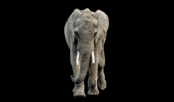 Dumbo