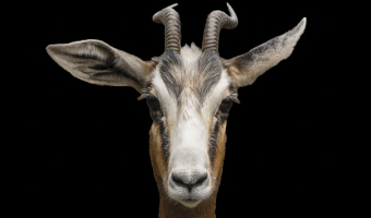 Gazelle