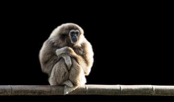 Gibbon