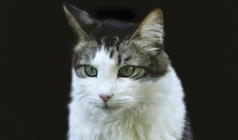 Marly-II