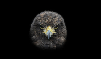 Wuestenbussard-III