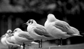 Zuericher-Moewen-III