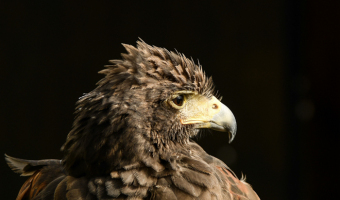 Bussard