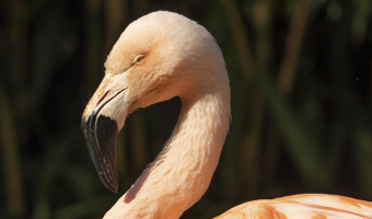 Flamingo-Portrait