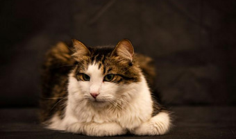 Marly-Portrait-I