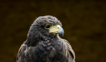 Wuestenbussard
