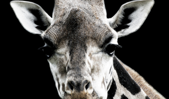 Giraffe-Portrait